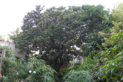 Eriobotrya japonica